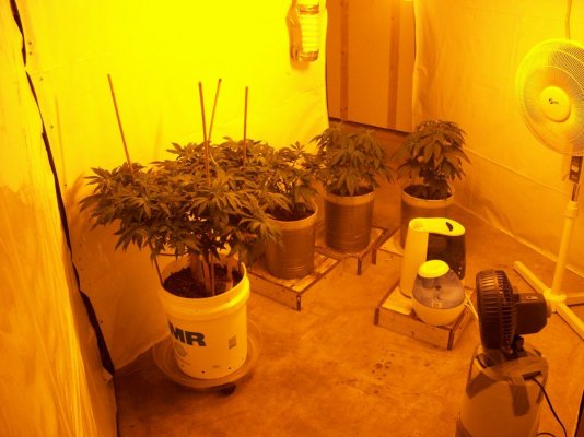 flower rm all 4.JPG