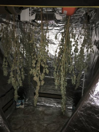 Bubba Cookies Grow Journal (divine Genetics)
