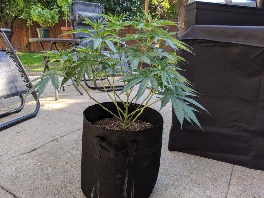 first-grow-2.jpg