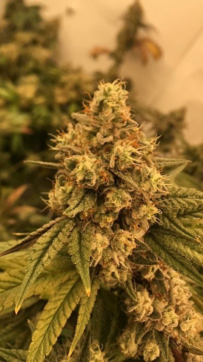 A week till chop!