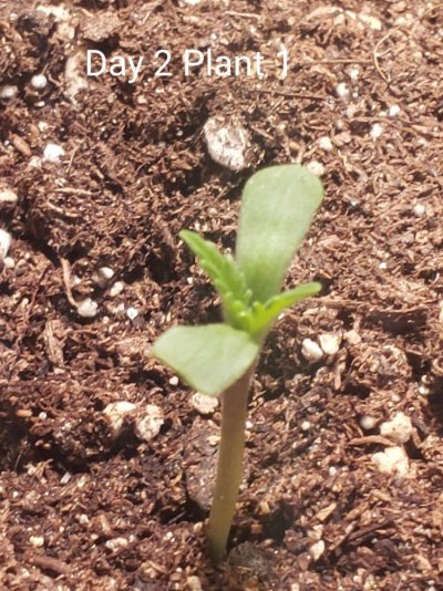 new-member-with-first-grow-5.jpg