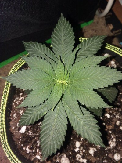 second-grow---drooping-yellowing-3.jpg