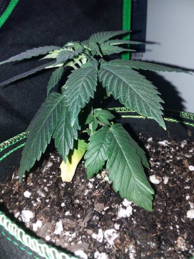 second-grow---drooping-yellowing-4.jpg