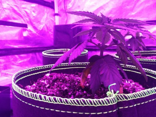 second-grow---drooping-yellowing-6.jpg