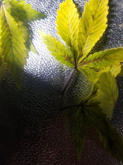 Yellow leaves brown spots