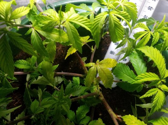 Yellow leaves brown spots