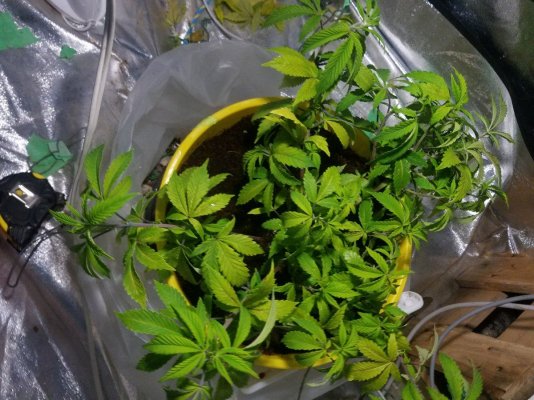 Yellow leaves brown spots