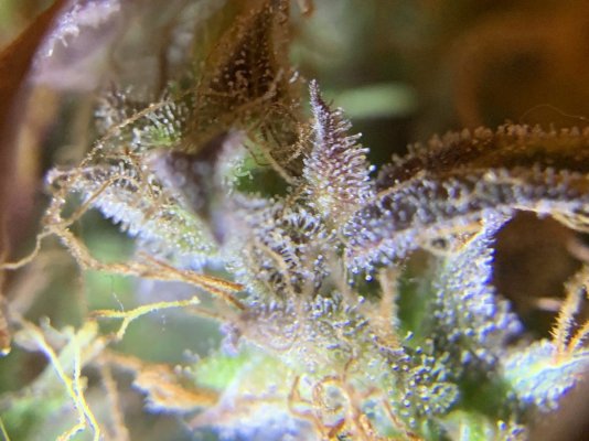 amber-trichomes.jpg