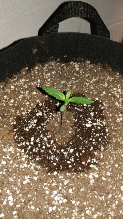 First time grower. What you guys think?