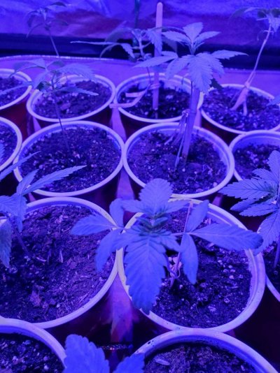 grow-jo-4.jpg