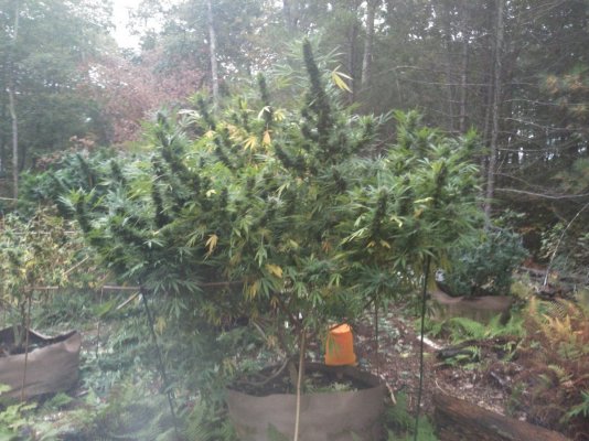 Lets see your 2019 outdoor plants!
