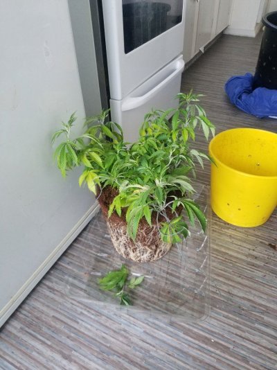 I think I may have been over doing it... Clones/ 2 gallon pots to 15 gal pots? (CoCo)