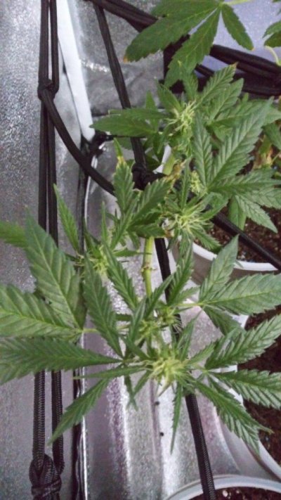 have-leaf-problem-2.jpg