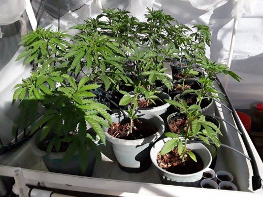 Plumber's First Coco Grow