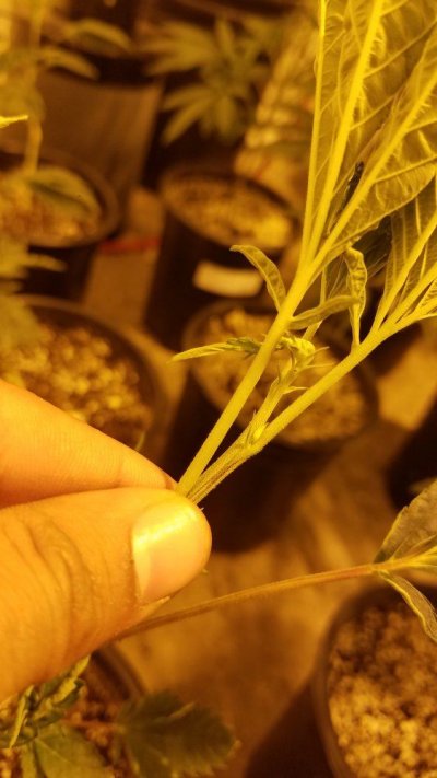new-leaf-nodes-growing-sideways-why-4.jpg