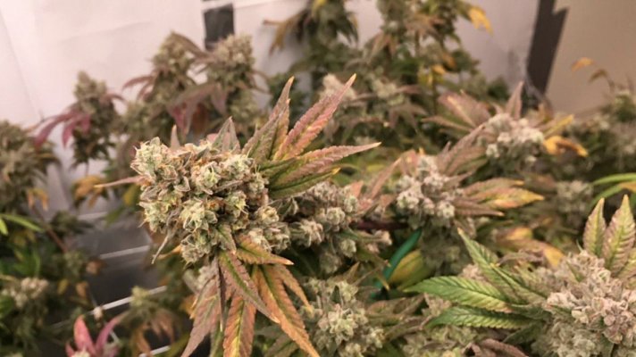 Day 67 flower