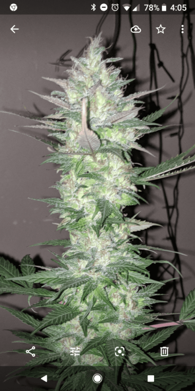 New member with first grow!!😎🙃