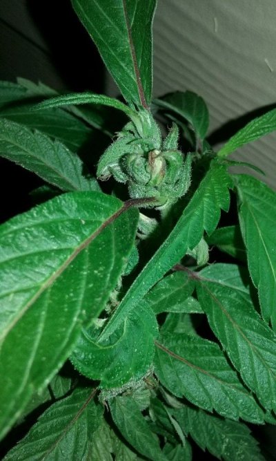 New member with first grow!!😎🙃