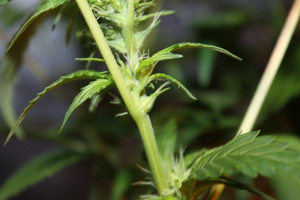 Flower Site Or Pollen Sac