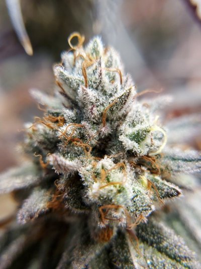 Let's See Your Frostiest Flowers