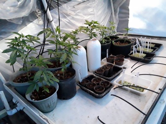 Plumber's First Coco Grow