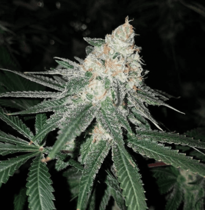 HyperCherryMayosite511419.png