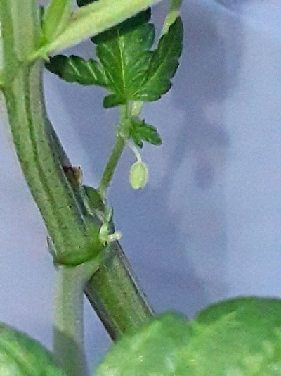 Plumber's First Coco Grow