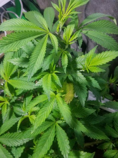 Hi can someone help what is this?
