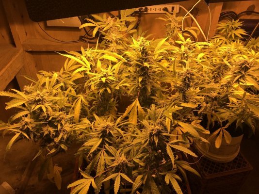 how-much-do-you-think-this-plant-will-yield-2.jpeg