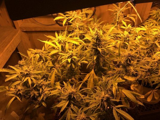how-much-do-you-think-this-plant-will-yield-4.jpeg