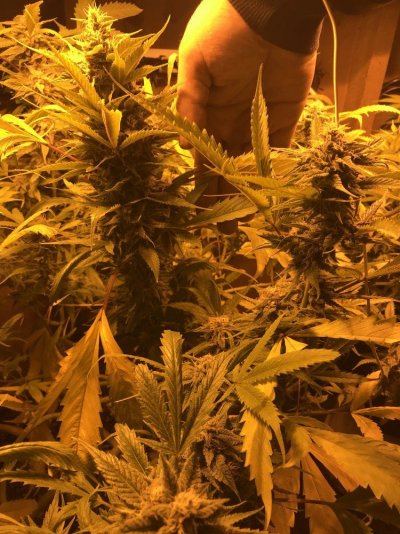how-much-do-you-think-this-plant-will-yield-5.jpeg