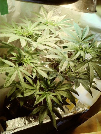 does-my-plant-look-good.jpg