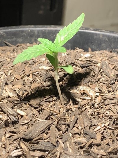 Lets see your 2019 outdoor plants!