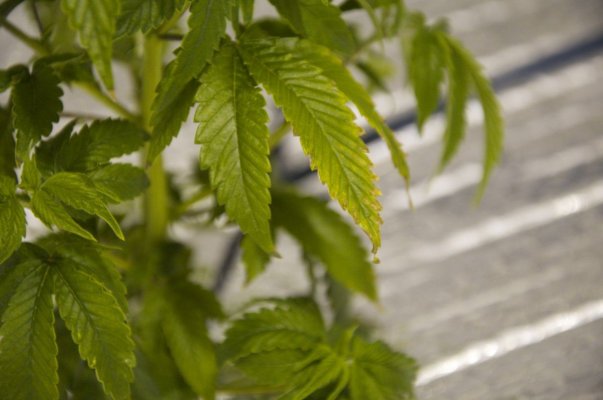 help-sick-plants-vegging-in-mpb-3.jpg