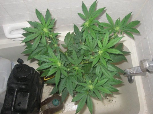 dh1 day16f b.jpg