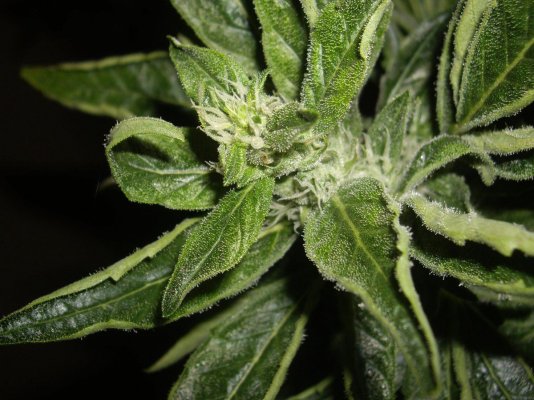 Cali Connection Jamaican OG Grow