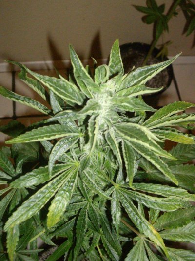 Cali Connection Jamaican OG Grow