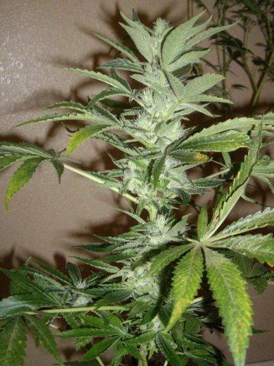 Cali Connection Jamaican OG Grow