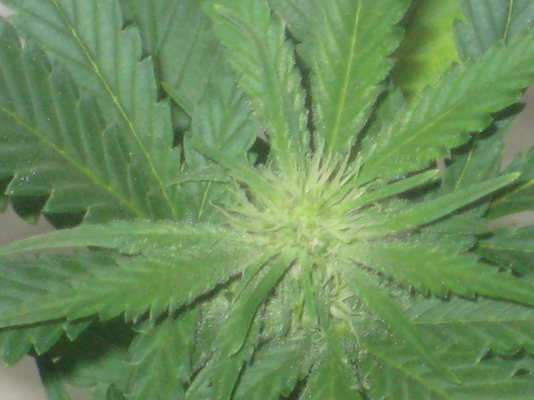ch day17f a.JPG