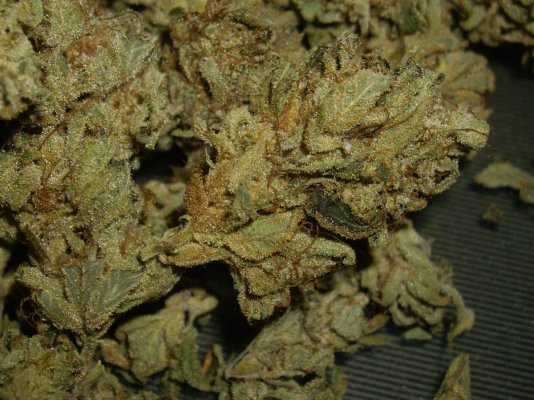 Some nugs that passed in front of me