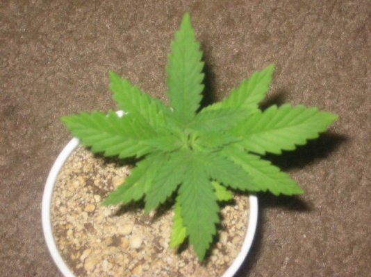 g13h2 day27 a.jpg