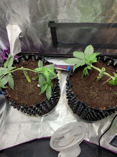 Grow diary featuring my irrational obsession with Hawaiian strains