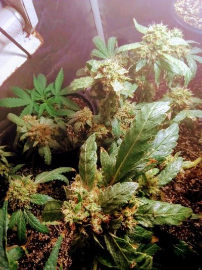 your-bagseed-beginner-diary-2-3.jpg