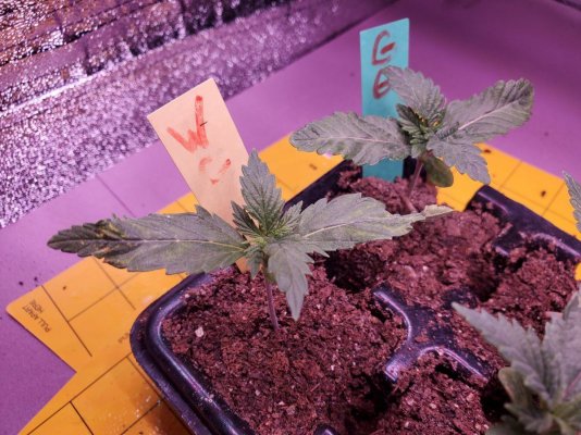 Im ready to make new friends and grow happy buds!