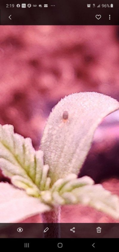 How often can I use neem oil on plants?