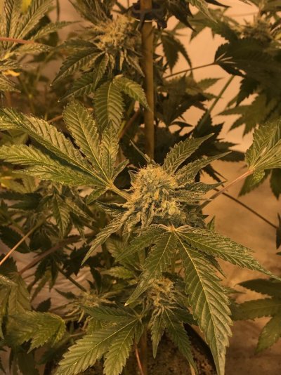 Let's See Your Frostiest Flowers