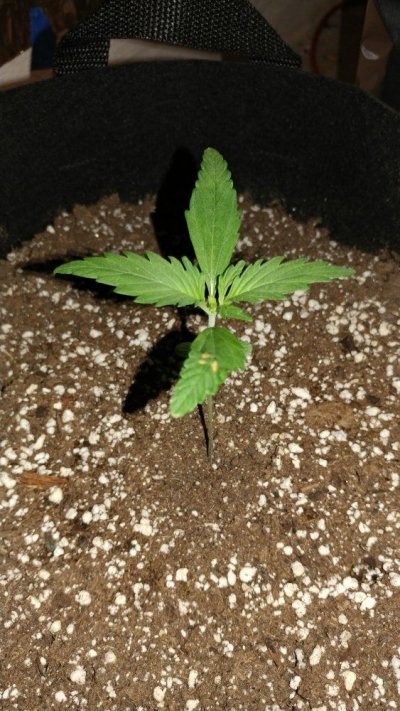 First Grow Questions