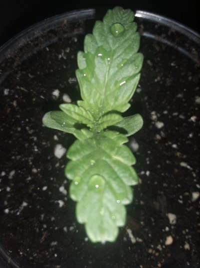 1st-time-grower.jpg
