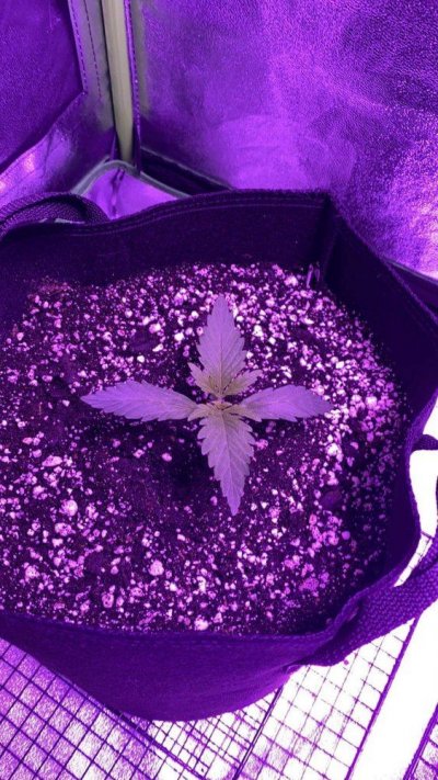 whats-wrong-with-my-plant-3.jpeg