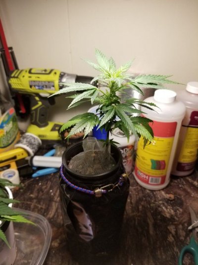 BigCube's grow show and tell.